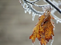 38085CrLe - Aftermath of the Ice Storm (Death of a Maple).JPG